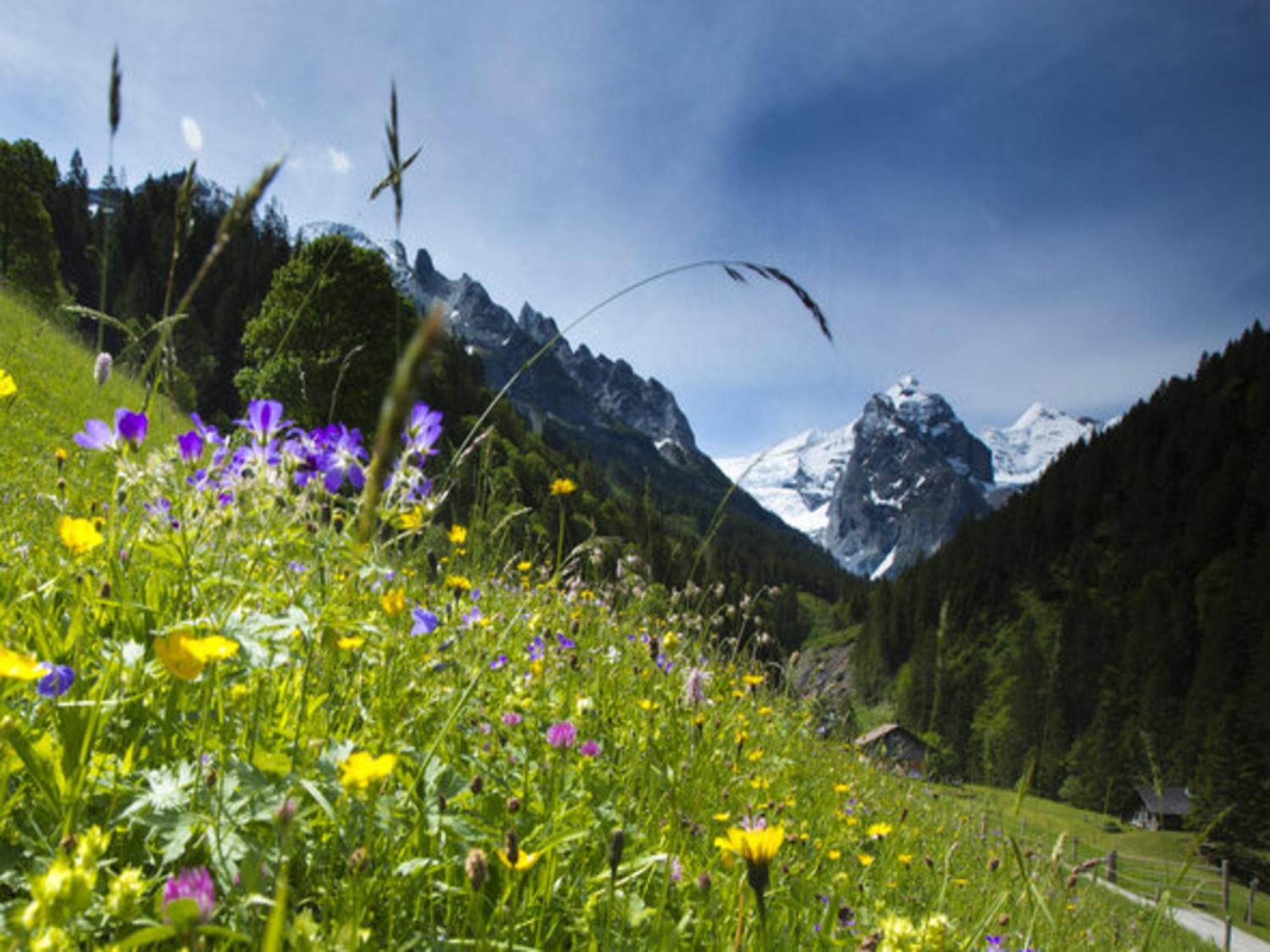 Victoria Meiringen